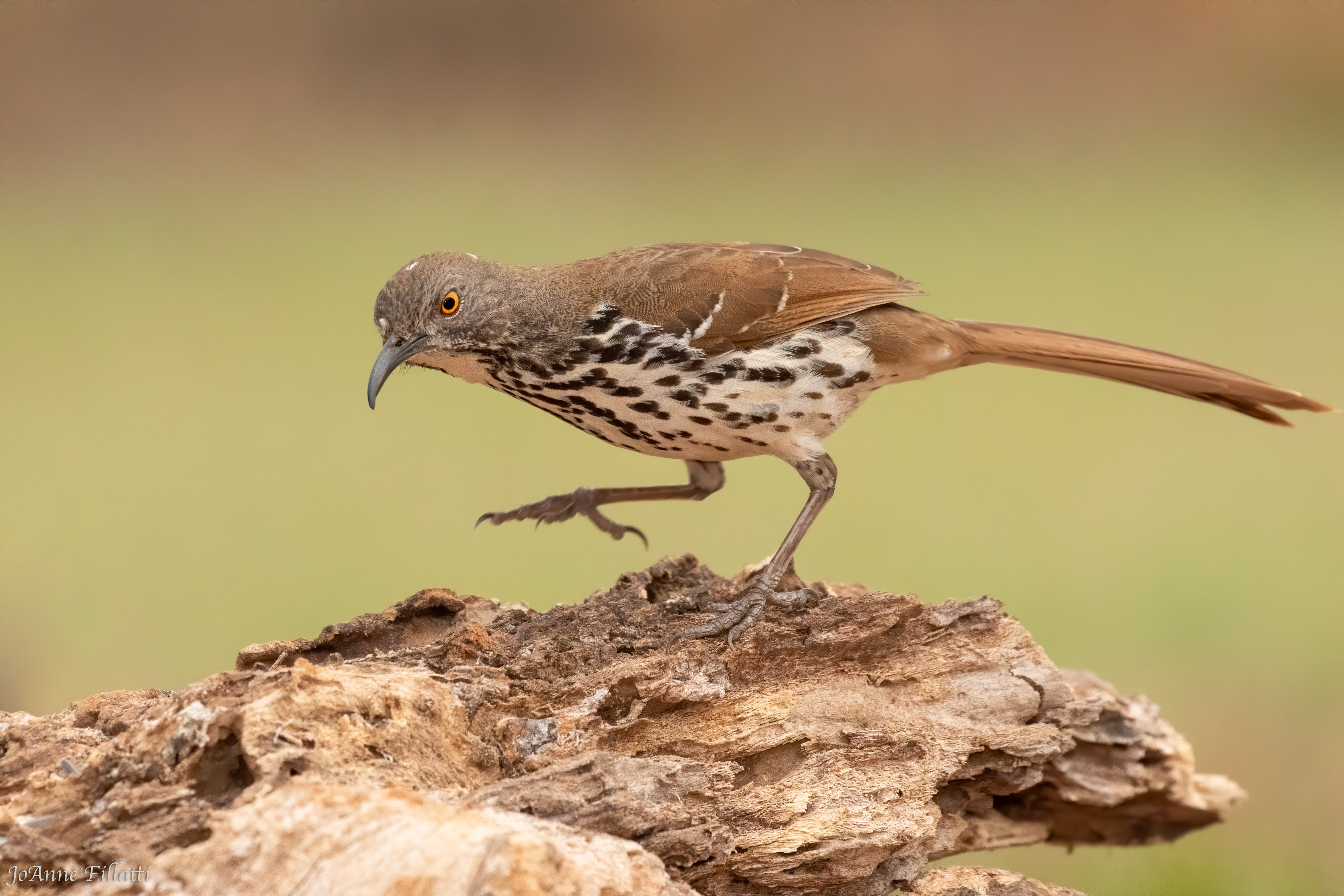 bird of texas image 15